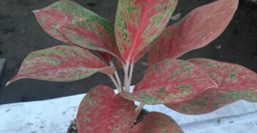 Aglaonema Red Twister 2 - 4 leaves