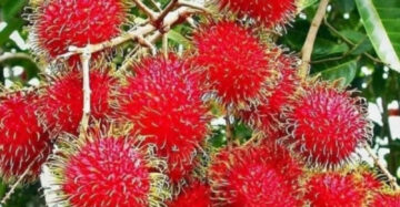 Rambutan Binjai 30 - 50cm