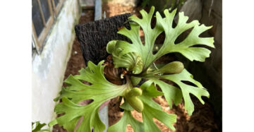 Platycerium Ridleyi 2-3 Leaves