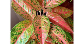 Aglaonema Big Roy 2 - 4 leaves