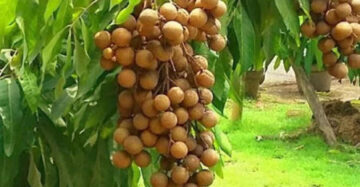 Longan Itoh 30 - 50cm