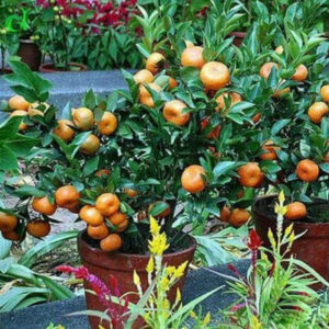 Citrus Wogan 30 - 50cm