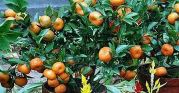 Citrus Wogan 30 - 50cm
