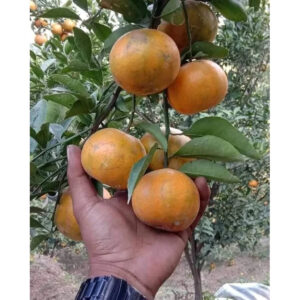 Citrus Keprok Madu 30 - 50cm