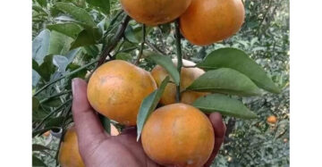 Citrus Keprok Madu 30 - 50cm