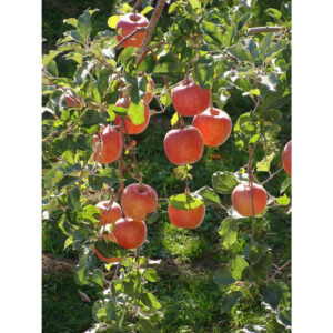Apple Redfuji 30 - 50cm