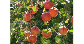 Apple Redfuji 30 - 50cm