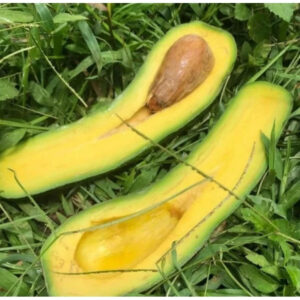 Avocado Kelud 30 - 50cm