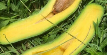 Avocado Kelud 30 - 50cm