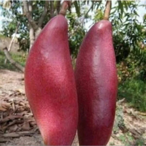 Mango Red Ivory 30 - 50cm