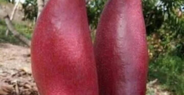 Mango Red Ivory 30 - 50cm