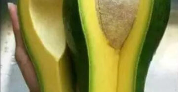 Avocado Aligator 30 - 50cm