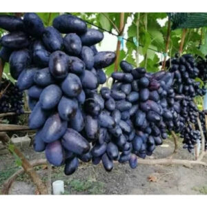 Grapes Govz 30 - 50cm