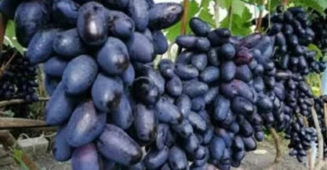 Grapes Govz 30 - 50cm