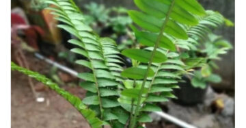 Adiantum Imbricatum medium size