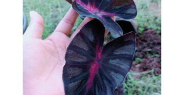 Colocasia Bagaskara 2-3 Leaves
