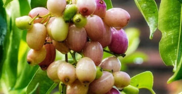 Syzygium Cumini White 30 - 50cm