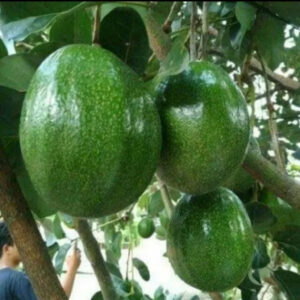 Avocado Kendil 30 - 50cm