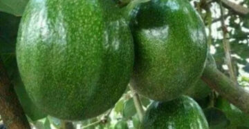 Avocado Kendil 30 - 50cm