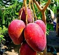 Mango Miyazaki 30 - 50cm