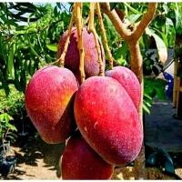Mango Miyazaki 30 - 50cm