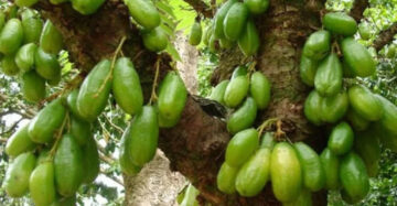 Starfruit Wuluh 30 - 50cm