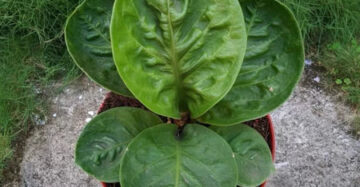 Anthurium Jemanii Bowl 2 - 4 leaves
