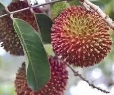 Rambutan Rapiah 30 - 50cm