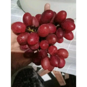 Grapes Import Taldun 30 - 50cm