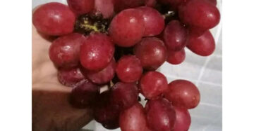 Grapes Import Taldun 30 - 50cm