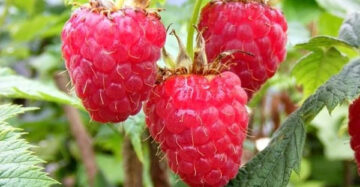 Raspberry Merah 30 - 50cm