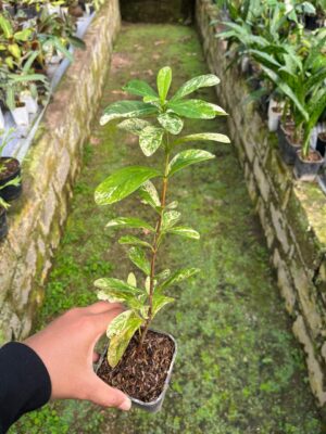Ixora Thai Snow