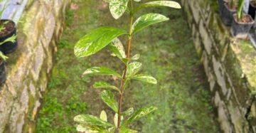 Ixora Thai Snow