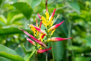 Heliconia Hirsuta 2-3 Leaves
