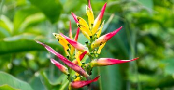 Heliconia Hirsuta 2-3 Leaves