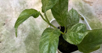 Rhaphidophora Puberula Mint