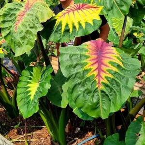 Colocasia Light Pillar 2-3 Leaves