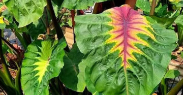 Colocasia Light Pillar 2-3 Leaves