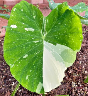 Colocasia Milky Way 2-3 Leaves