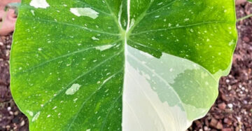 Colocasia Milky Way 2-3 Leaves