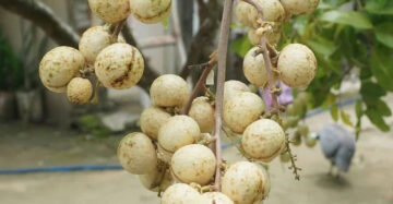 Longan Durian Aroma 30 - 50cm
