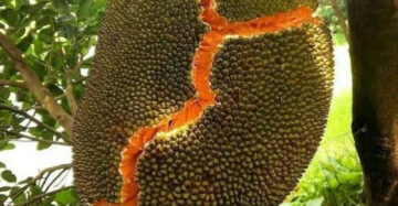 Jackfruit Merah 30 - 50cm