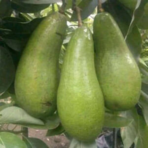 Avocado Jago 30 - 50cm
