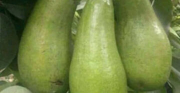Avocado Jago 30 - 50cm