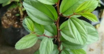 Ziziphus Mauritiana 20 - 30cm