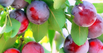 Plum Aussy 30 - 50cm
