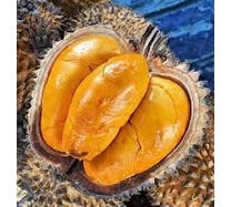 Durian Monthong Thailand 30 - 50cm