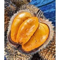 Durian Monthong Thailand 30 - 50cm