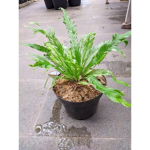 Asplenium Nidus White Variegated 20 - 30 cm