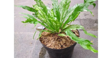 Asplenium Nidus White Variegated 20 - 30 cm